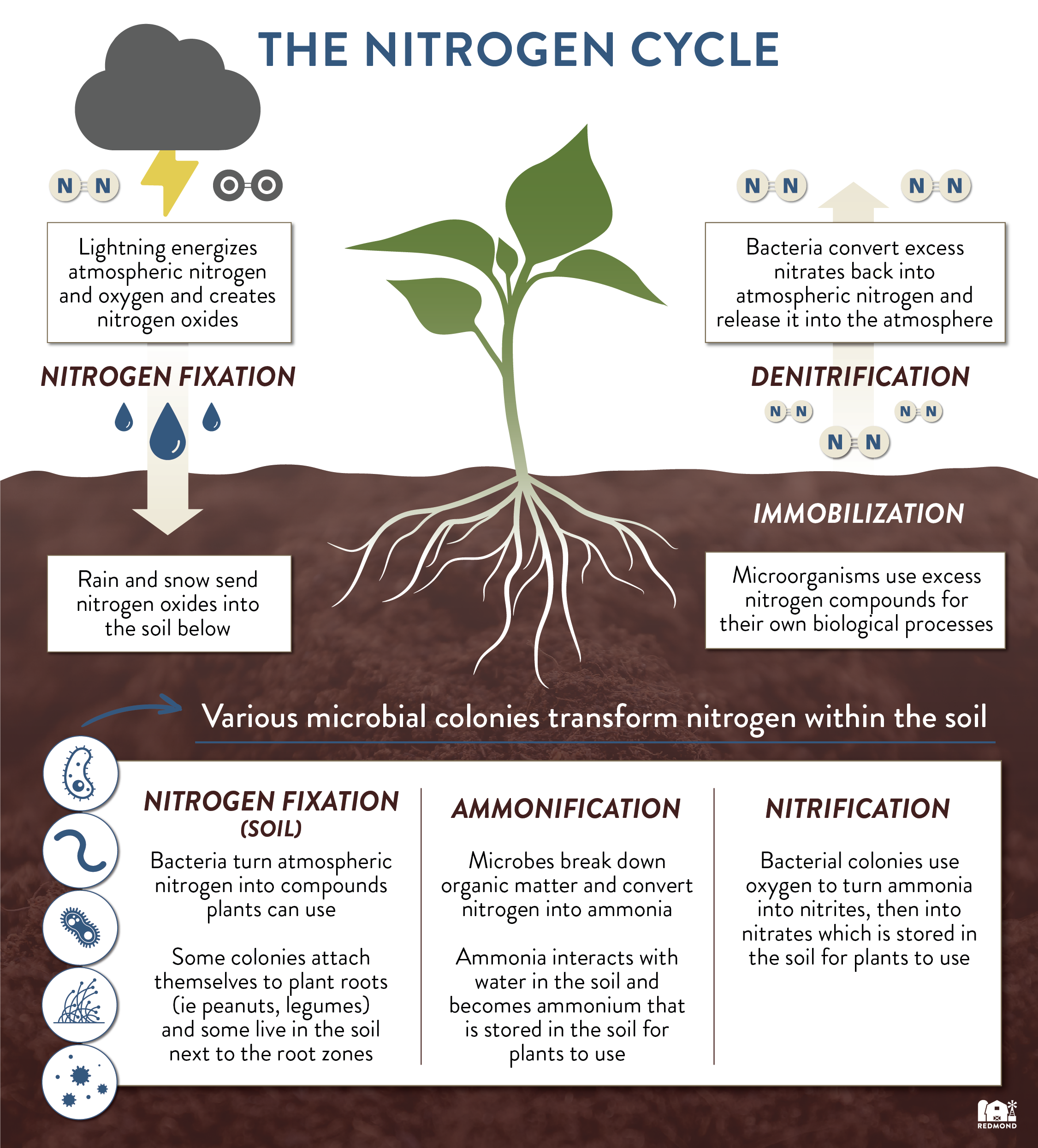 The Nitrogen Cycle 7408